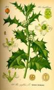 Aquifolium Fonte Wikipedia.jpg